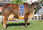 Grandes Campeões da Expointer