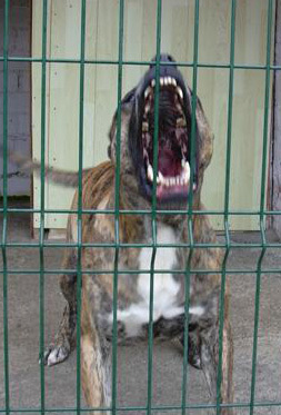 smaller_presa_canario.jpg