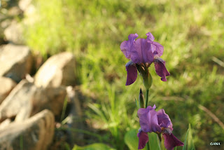 Iris Germanica