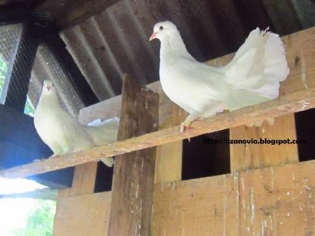 foto merpati di dalam kandang
