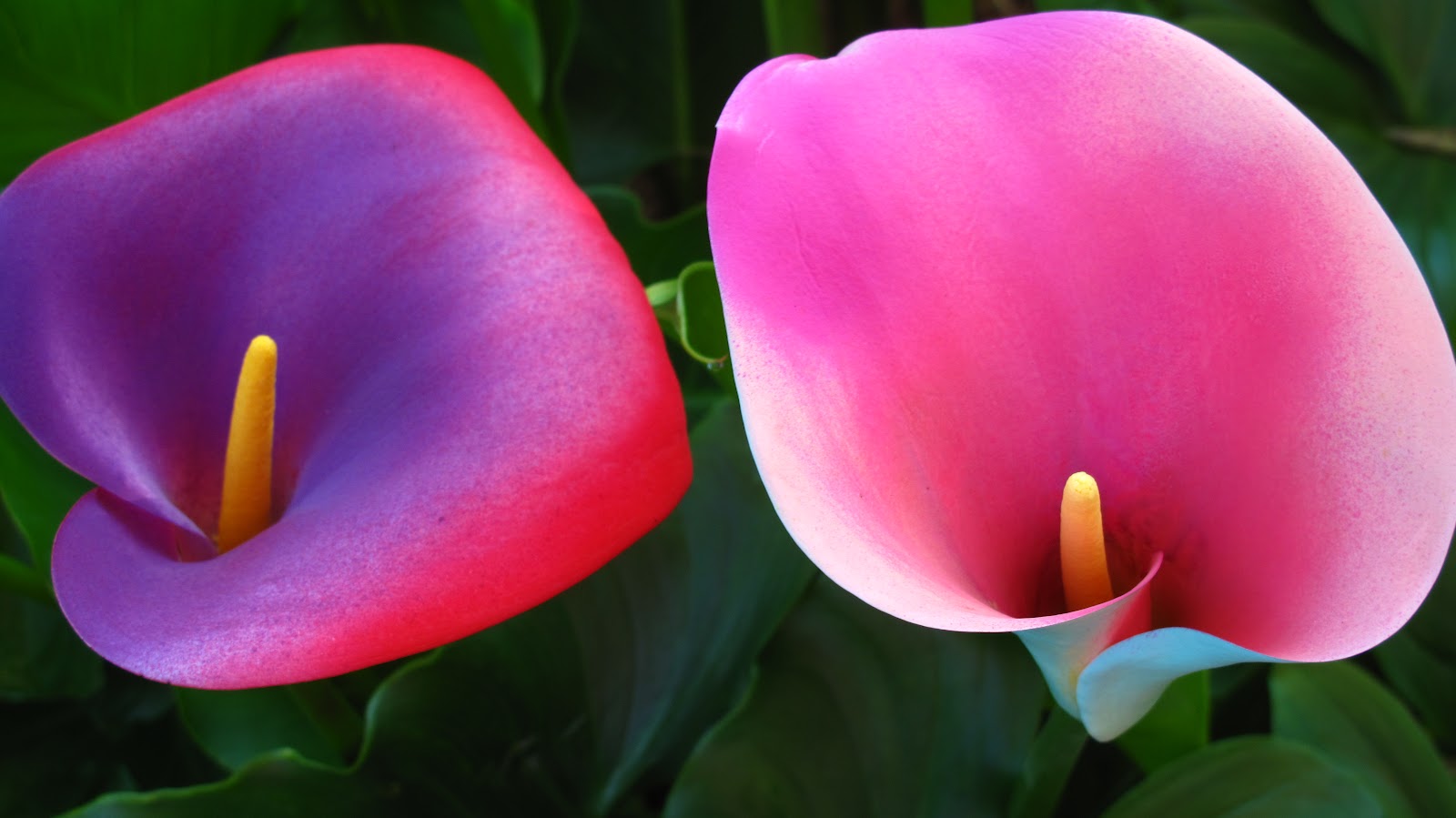 mizblueprint Calla Lily Alley