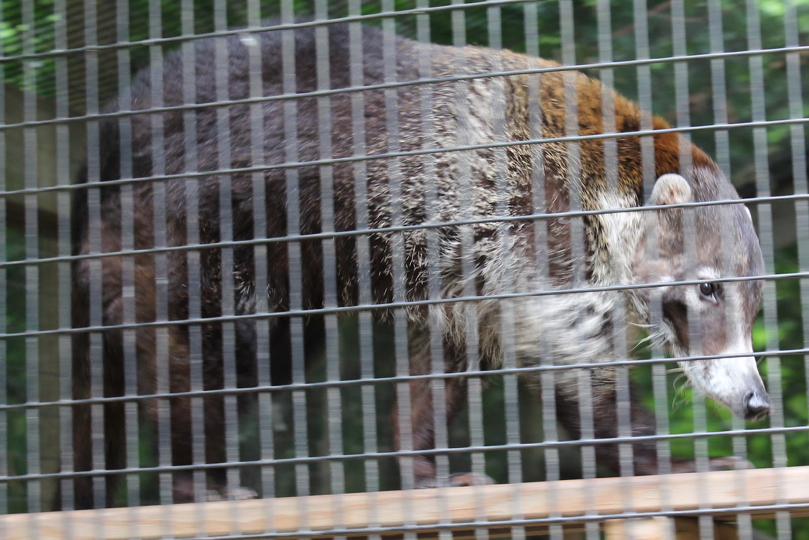 Hoorahoopti Away Henson Robinson ZooSpringfield, IL