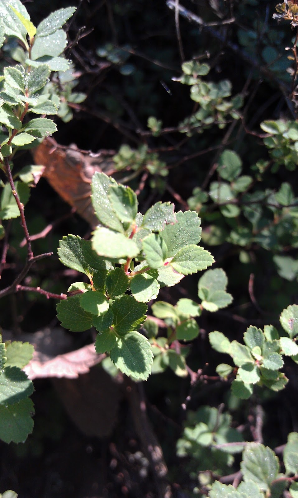 Magic Carpet Spirea Magic Carpet Spirea Spirea Plant Plants