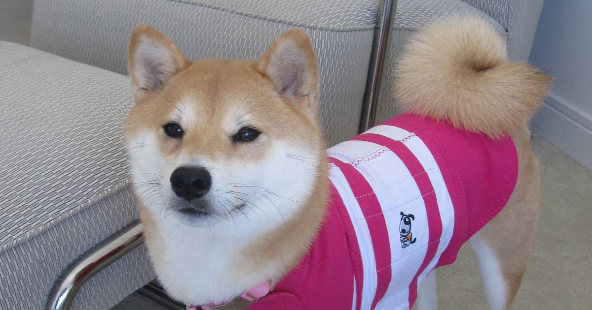 Thundershirt For Dogs Reviews Thundershirt For Dogs Reviews