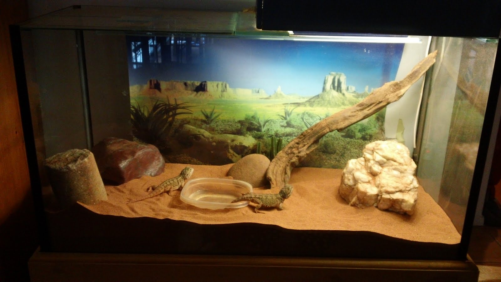 My Animals and I How to clean a lizard tank by Brynn L