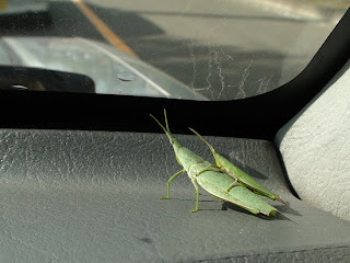 もりもりゲームブログ バッタの親子が迷い込んできました