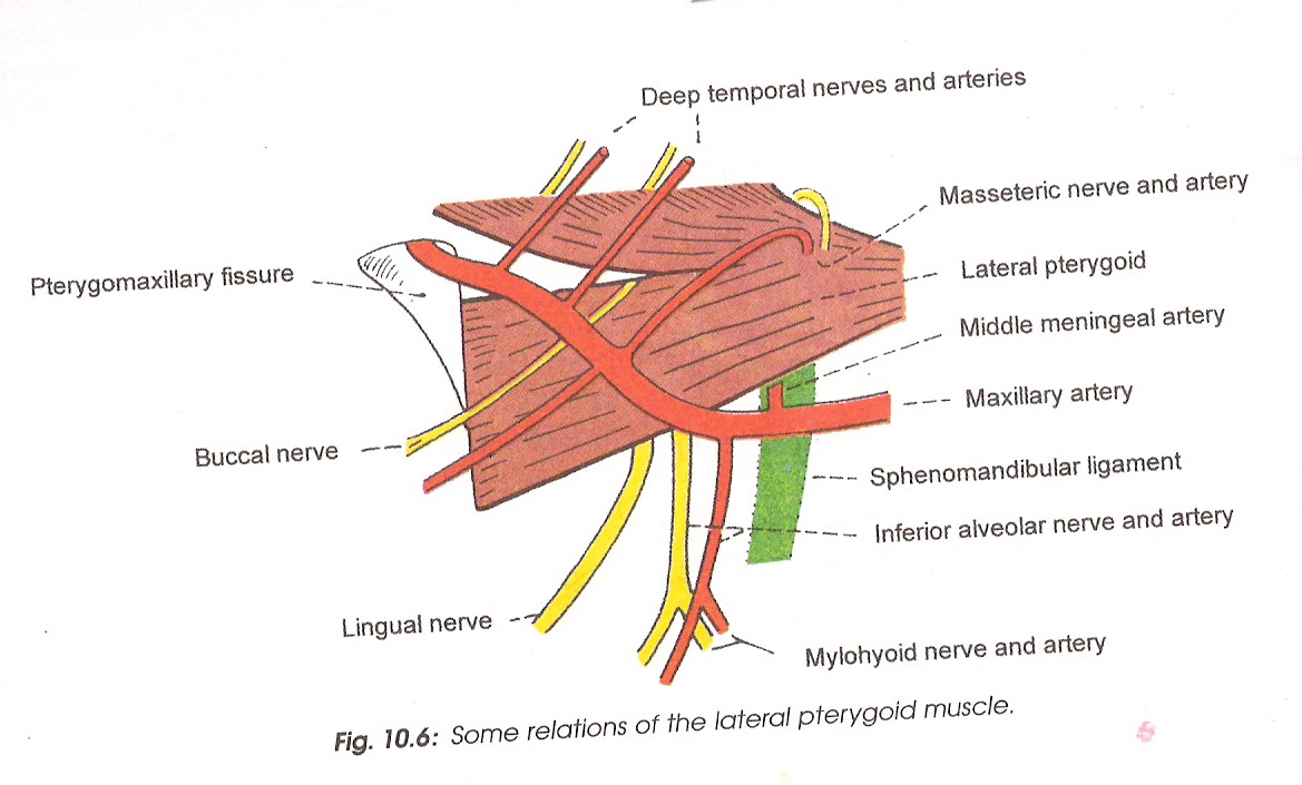 WizDent ANATOMY OF HEAD & NECK