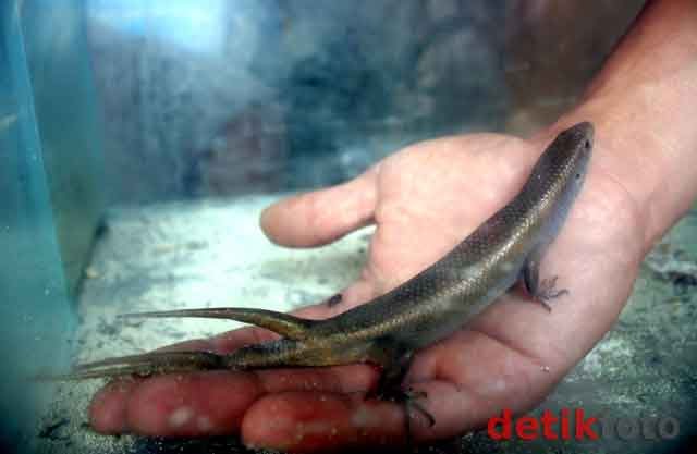 Bagi-Bagi Info Yuk..::..: [Aneh], Kadal Berekor 3 Di Bandrol 50 Juta