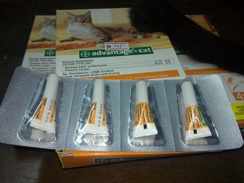 Bila kuTu kucinG hanyA 'PurakpuraK' PenGsan!  KaDangKala Dam tu