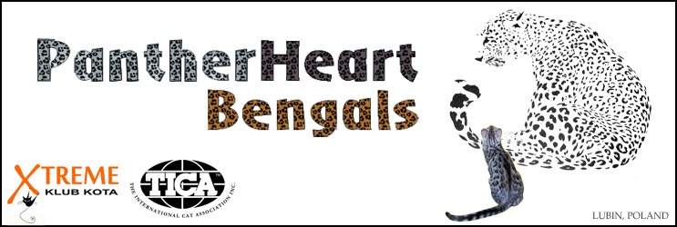 PantherHeart Bengals