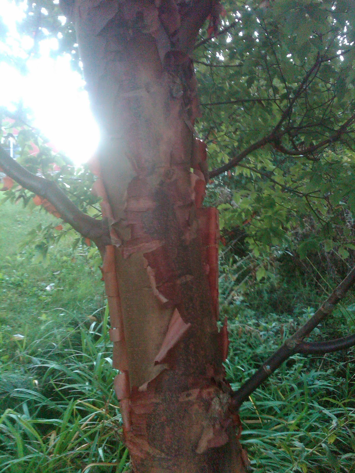 Shag+Bark+Maple ... image Acer griseum x nikoense 'Ginzam' Gingerbread™ Paper Bark Maple