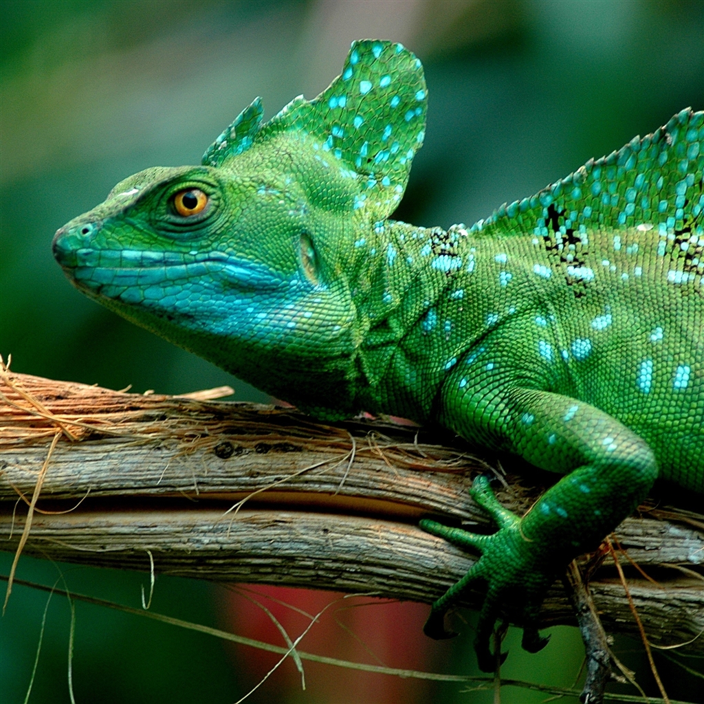 http://2.bp.blogspot.com/-OS_HKiYxC5A/UIHG6GKPPsI/AAAAAAAAI-Y/S6feMcFTutM/s1600/basilisk-lizard-the-new-ipad-wallpaper.jpg