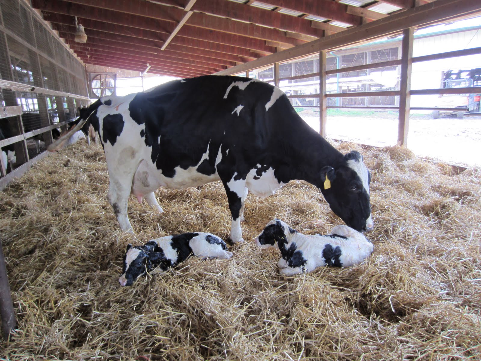 new born calves