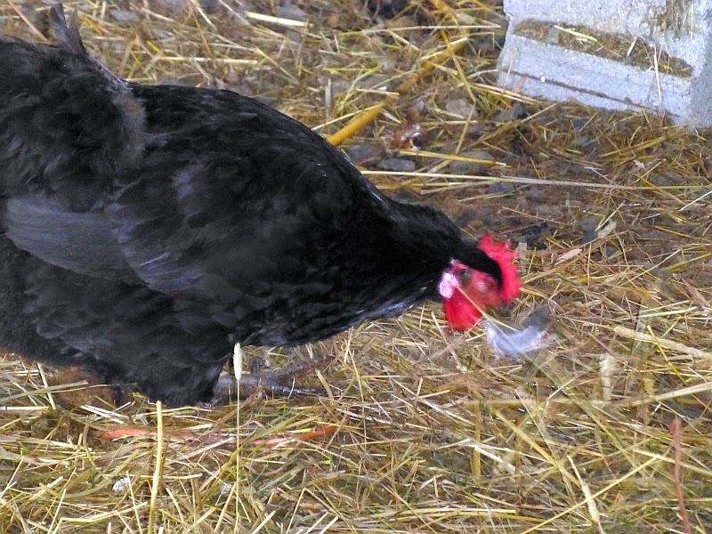 Rural Revolution Attack of the killer chickens