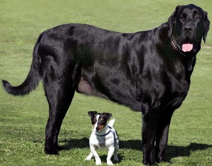Biggest Black Dog