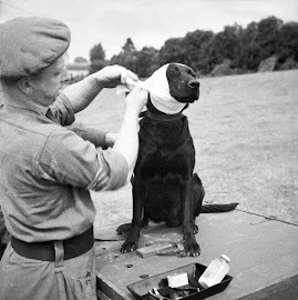 Sargento EAL Cuerpo Veterinarios y “JASPER” ADIESTRADO DETECCIÓN MINAS Francia (06/1944)