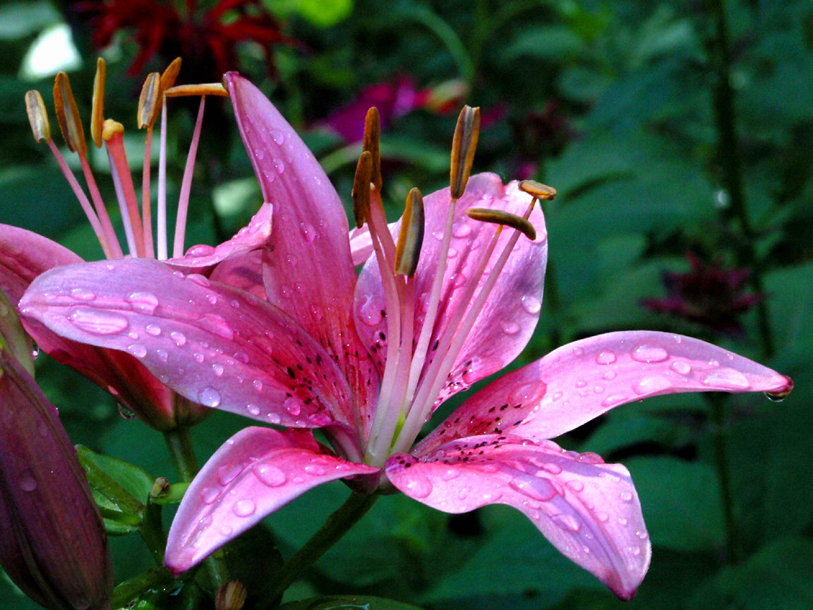 http://2.bp.blogspot.com/-OTZl-Qefk6w/TbqxDLQxWqI/AAAAAAAAACU/n9G4-pXa1aE/s1600/lily+pink.jpg