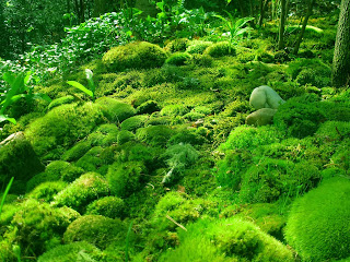 The Moss Biologi