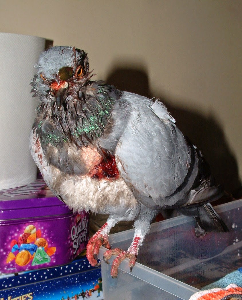 My Doves: The birds of the year - I look back over 2014