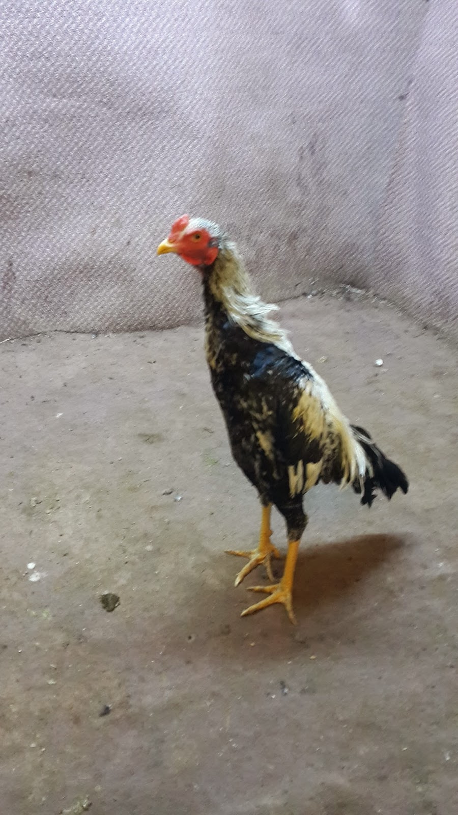 Hint Horoz Ali Agamin Satilik Hint Horozlari Hint Horoz Ali Agamin Satilik Hint Horozlari