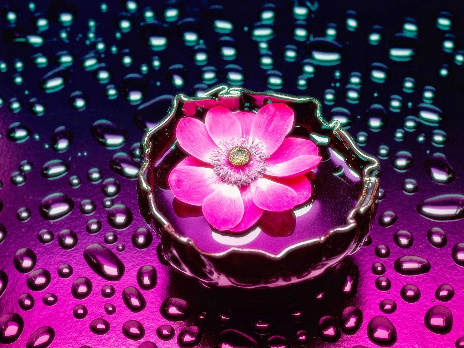picture of Petals and Water HD Pictures