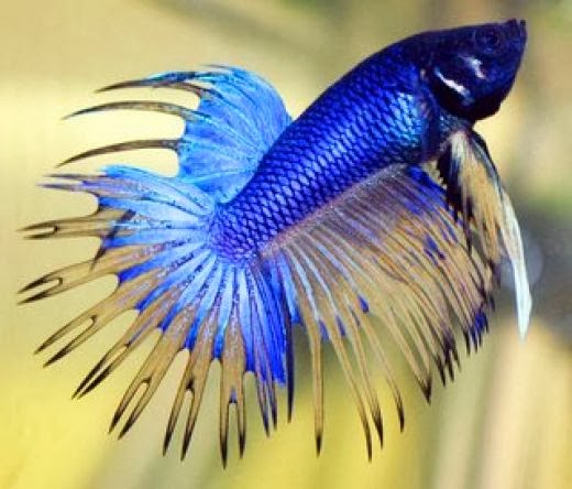 betta fish care