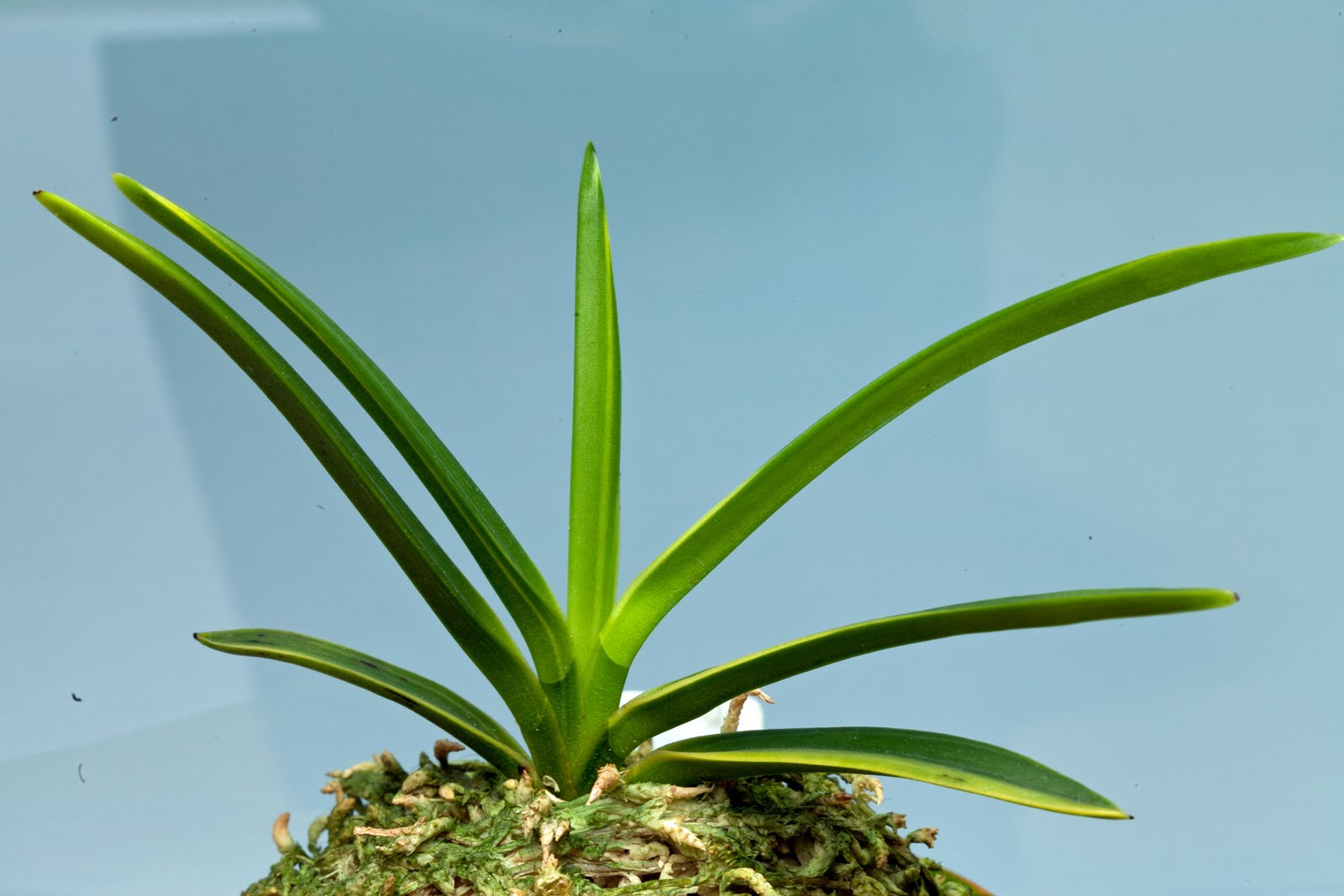 富貴蘭の栽培記: 建国殿縞