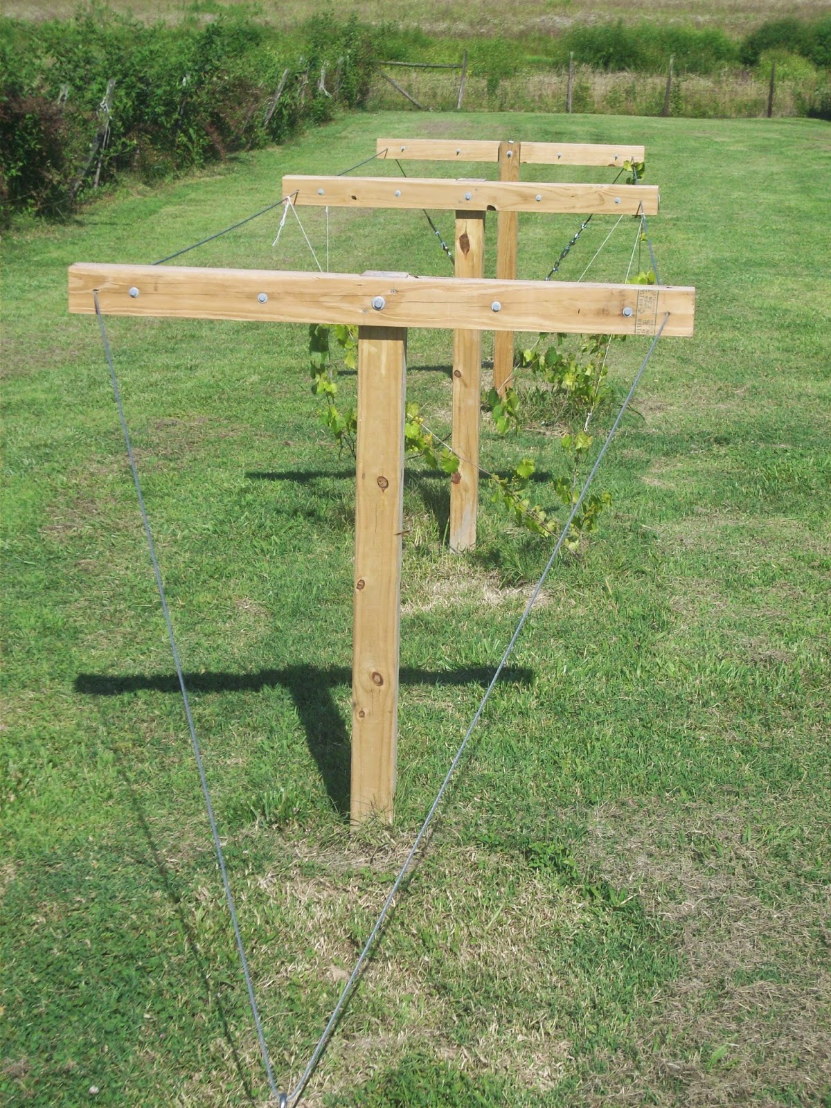 Kieler Bee Homestead Building Your Own Muscadine Trellis
