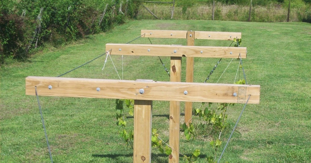 Kieler Bee Homestead Building Your Own Muscadine Trellis