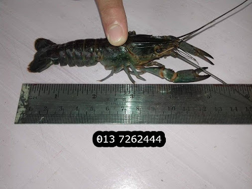 PEMBEKAL BENIH LOBSTER MATANG