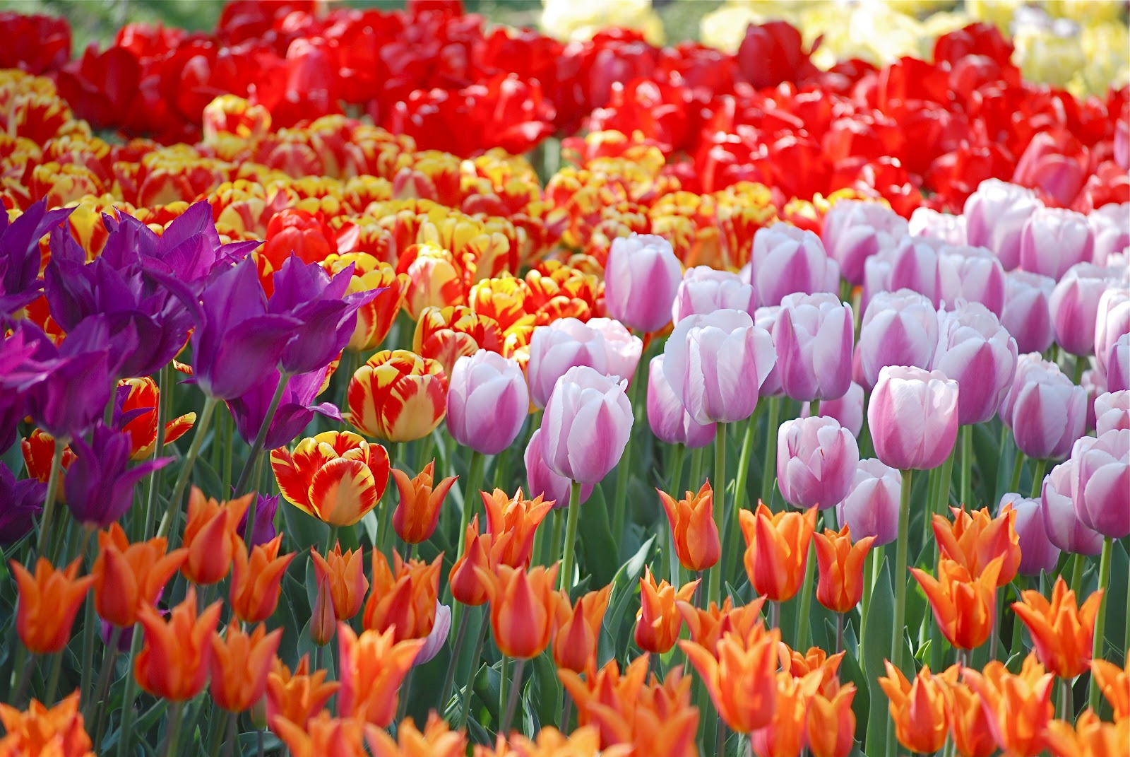 NYC ♥ NYC Tulips In Bloom At The Brooklyn Botanic Garden's Annual Border