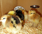 My New Chick Babies