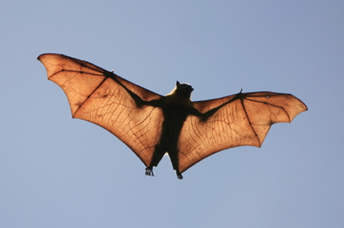Gray Flying Fox