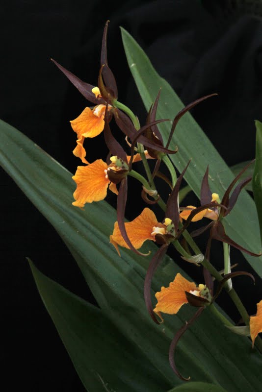 Orchids in Bloom Northwest Orchid Society Show