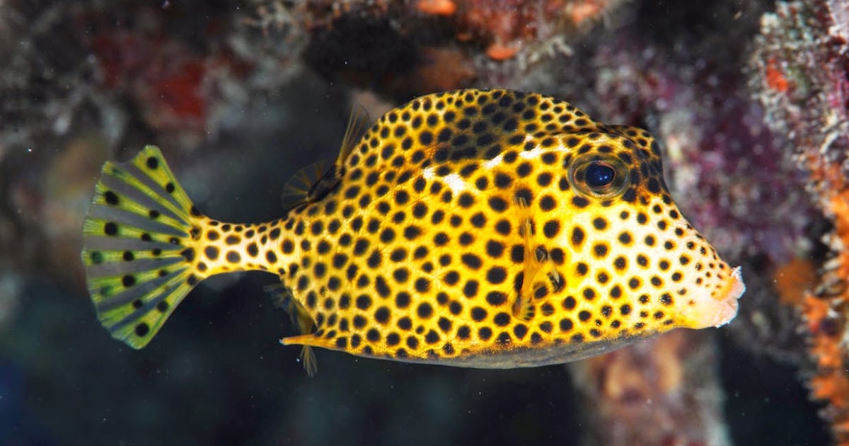 The Spotted TrunkFish Fun Animals Wiki, Videos, Pictures, Stories