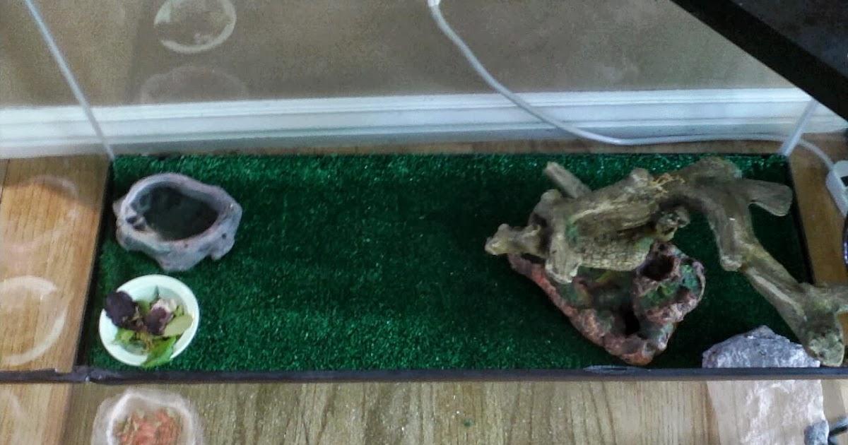 Calcium Sand for Bearded Dragons What You Need to Know Bearded Dragon