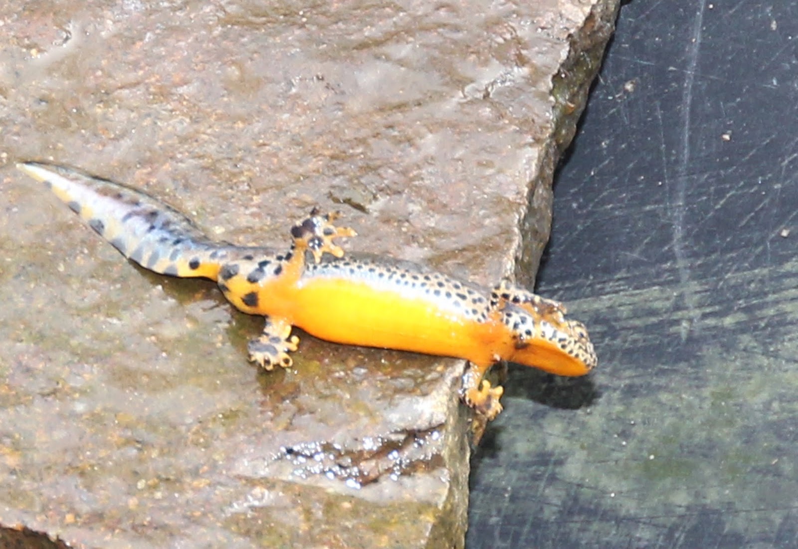 Naturschutz im Garten Teichmolche, willkommene