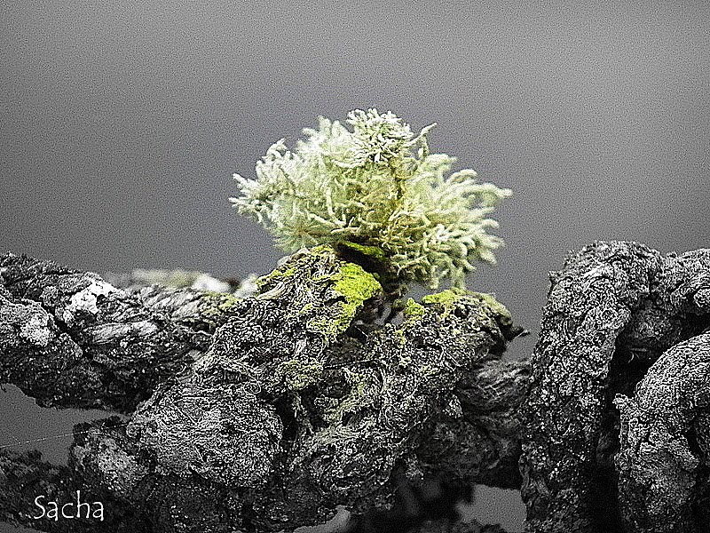 Lichen