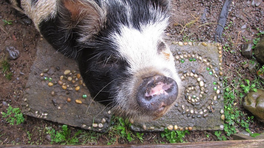 kunekune pig new zealand north island wwoof workaway