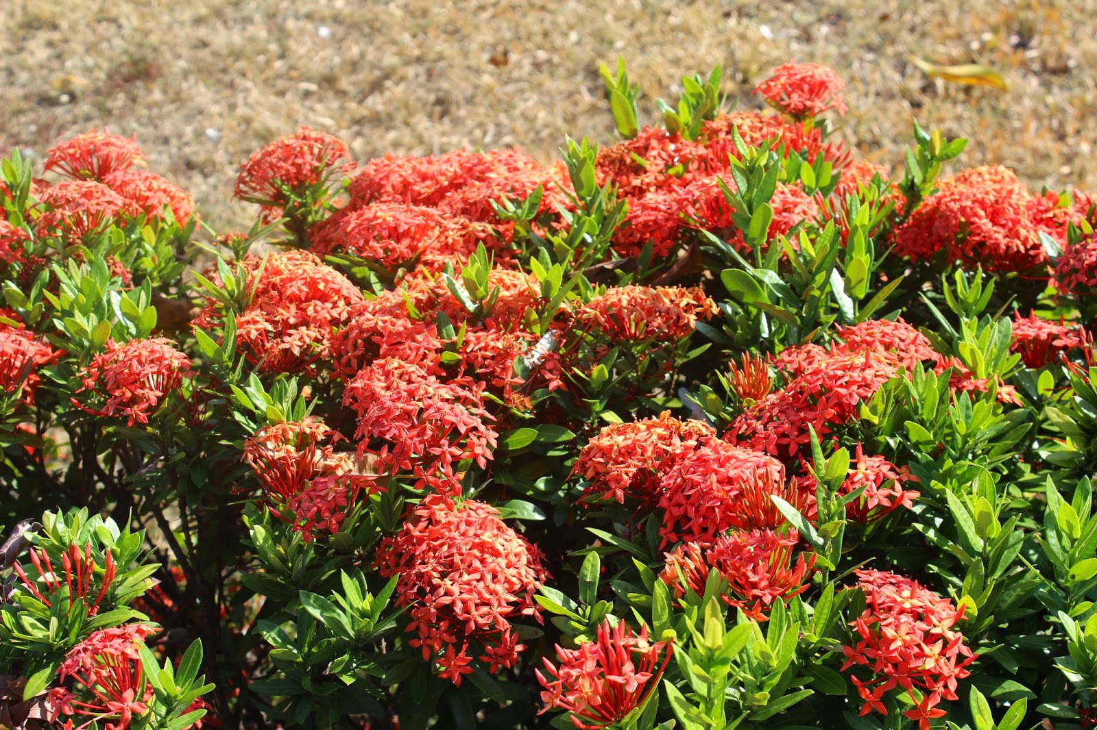 Uma flor por dia: Mini-Ixora