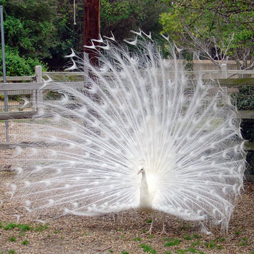 white peacock