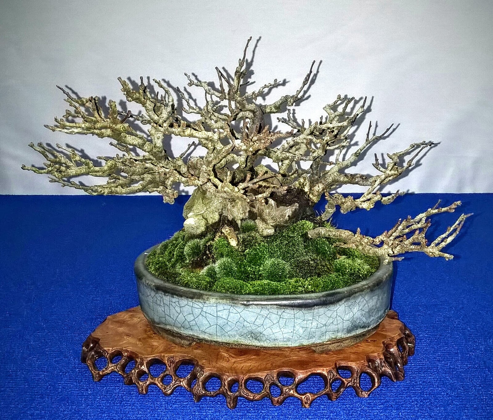Bespoke Bonsai Stands Bespoke Bonsai Stands in use at the 2016