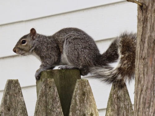 gray squirrel
