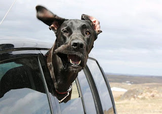 dog-car-window-11.jpg