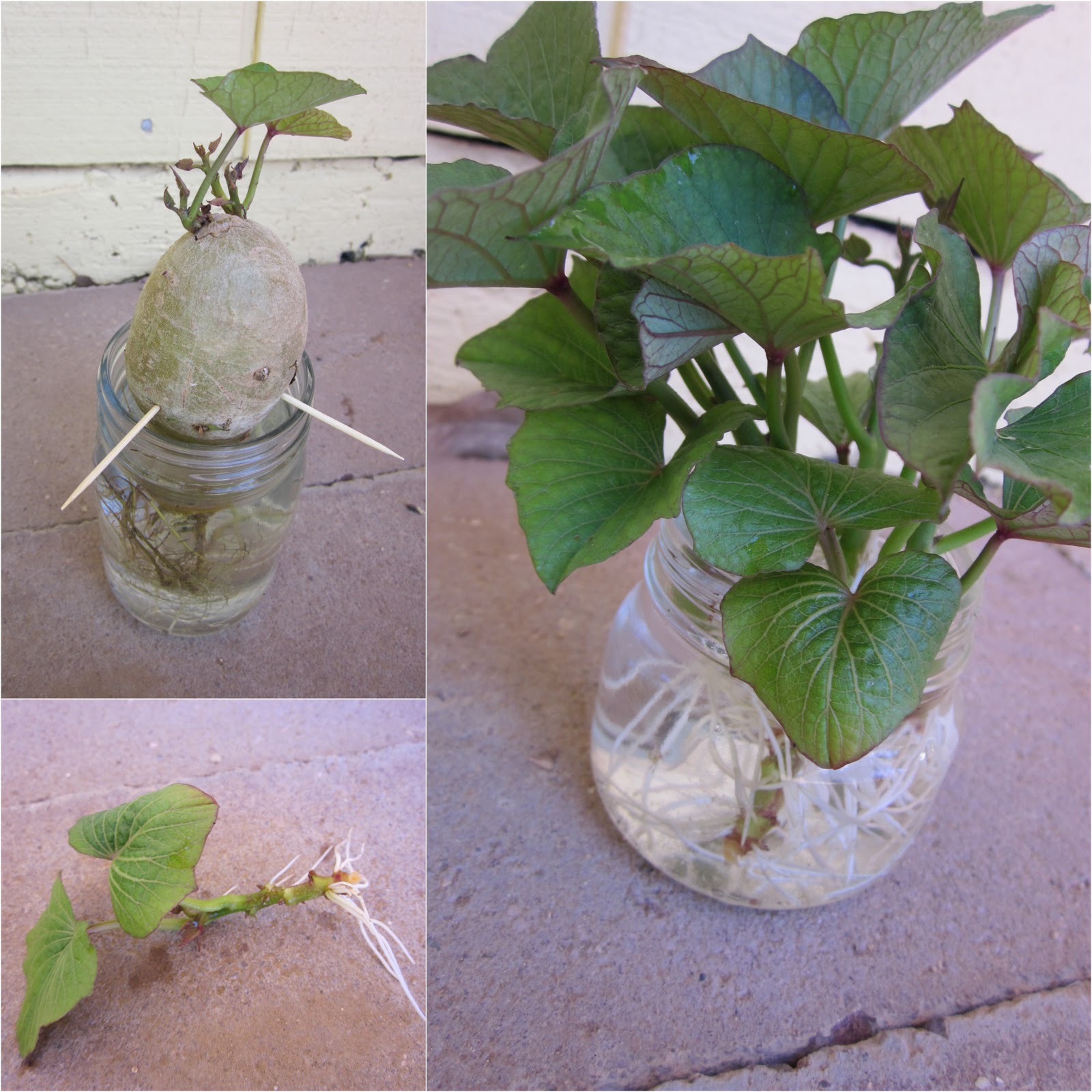 Taste is Trump. Sweet Potato Slips