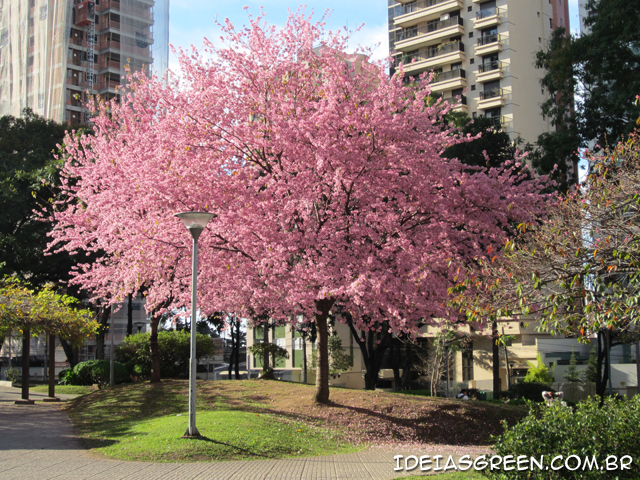 Linda cerejeira em praça de Curitiba