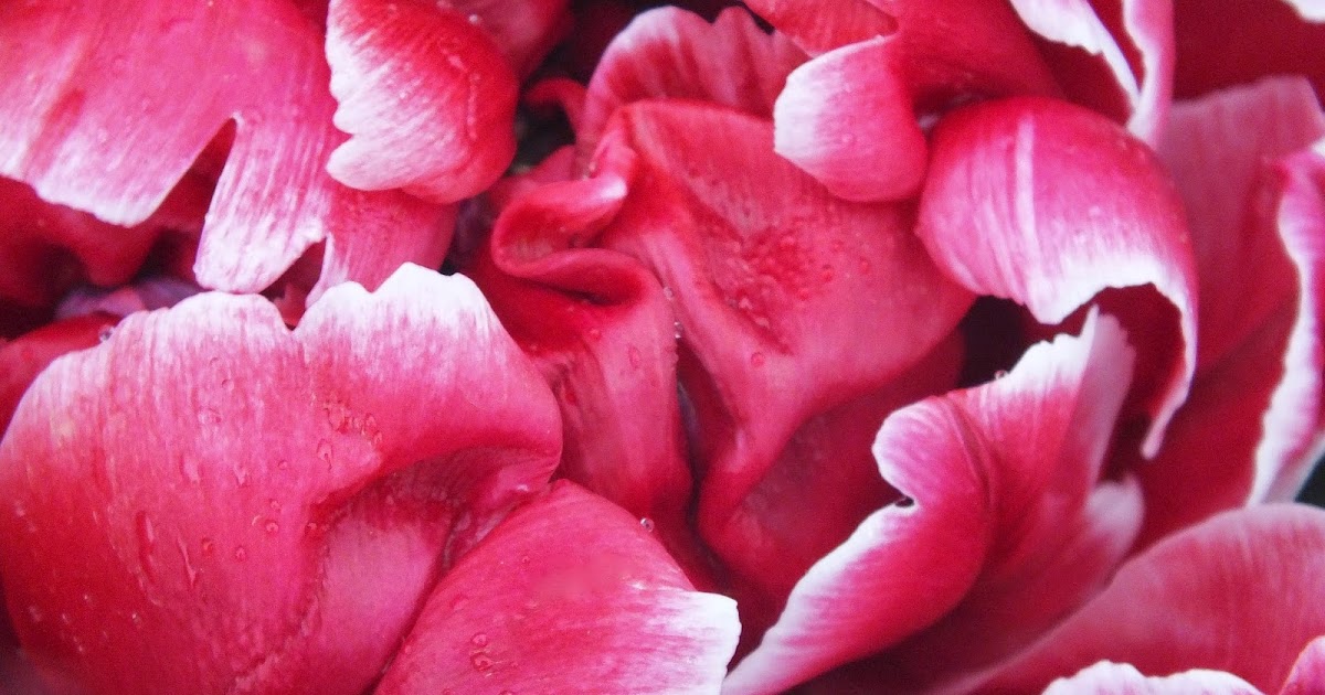 Edible flowers Tulip Icecream Bowls