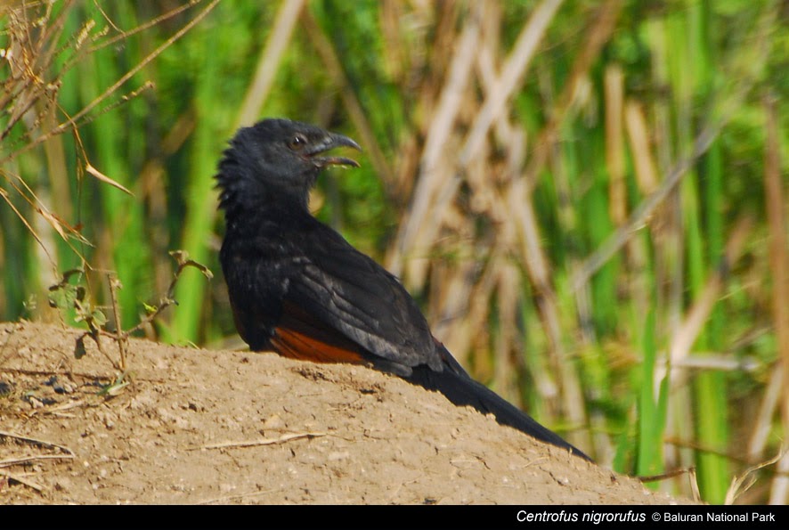 Tips Cara Merawat Burung Bubut Suara Nyaring Gacor Foto Burung Kicau