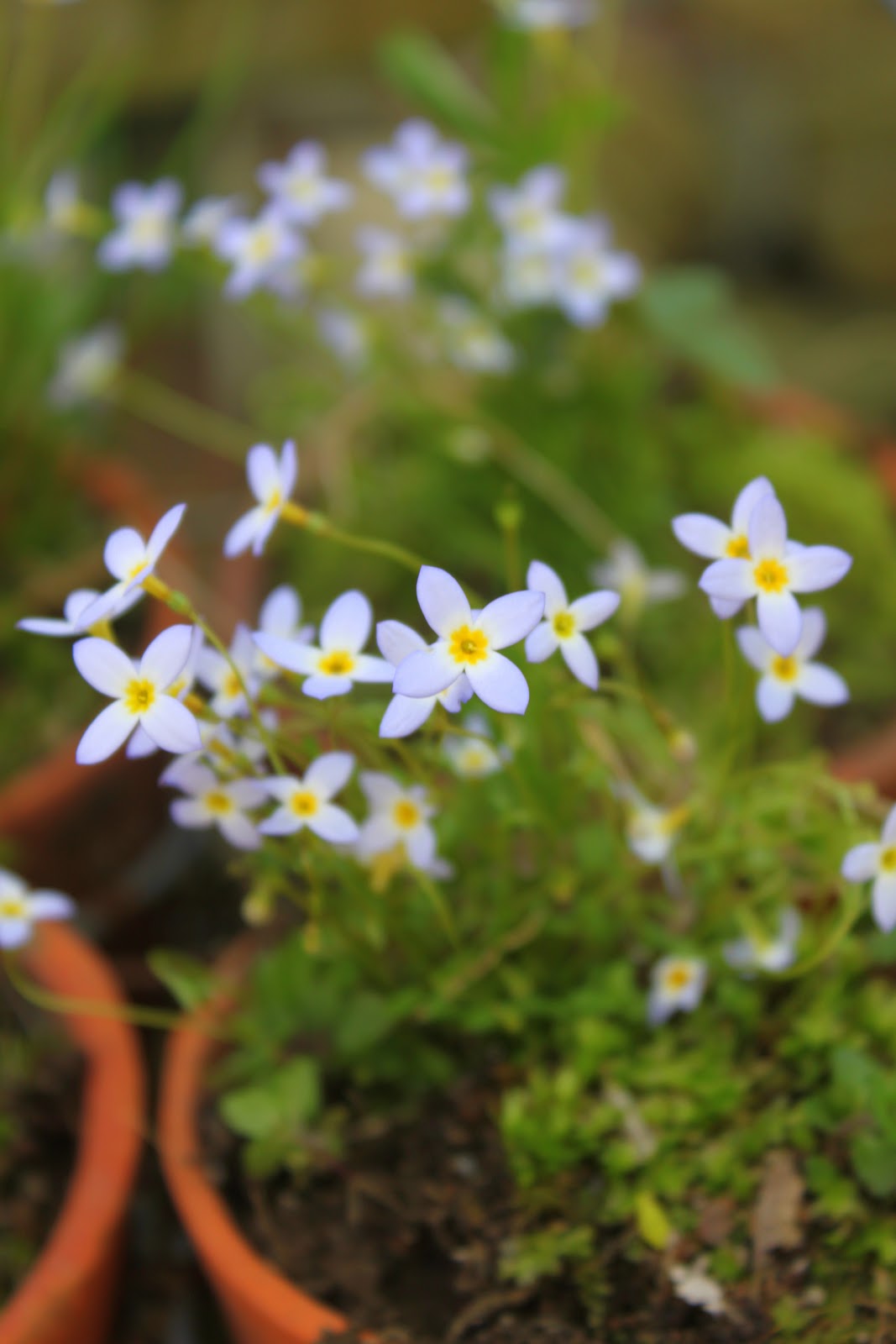 52 FLEA Me Nots in French Clay Pots