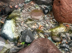 Suiseki Collecting White River